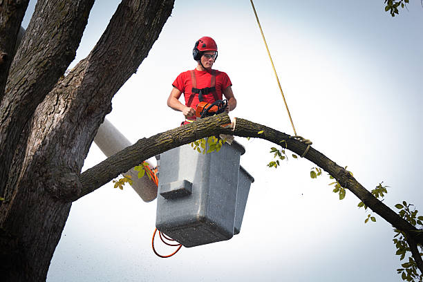 Dead Tree Removal in Watsonville, CA